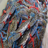 珠海海鲜活体空运